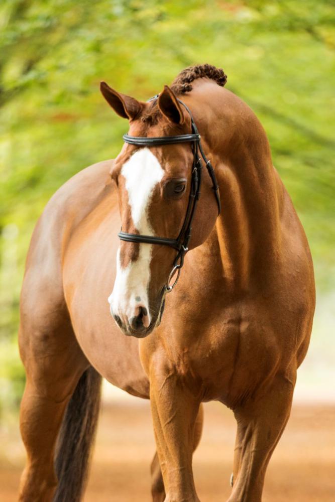 Aganix Du Seigneur (Ogano Sitte x Chellano Z) - Showjumping Stallion